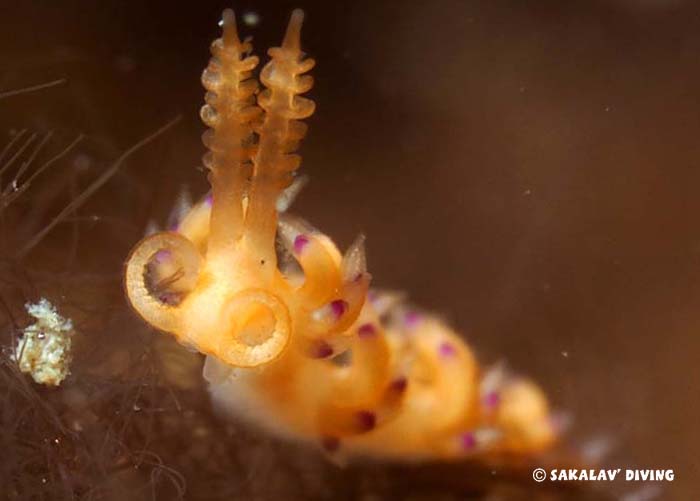 planarians of Nosy Be Madagascar